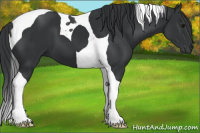 Horse Color:Black Tobiano 