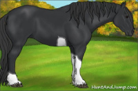 Horse Color:Black Tobiano 