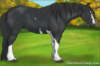 Horse Color:White Spotted Black Tobiano 