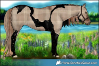 Horse Color:Void Plaid  Liver Red Dun Tobiano 