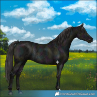 Horse Color:Midnight Smoky Grullo Ice Rabicano 