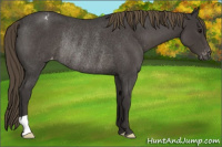 Horse Color:Smoky Blue Roan Appaloosa Rabicano 