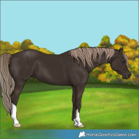 Horse Color:Liver Chestnut 