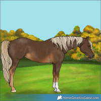 Horse Color:Chocolate Palomino 