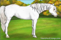 Horse Color:Palomino Sabino 