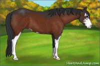 Horse Color:Brown Sabino 