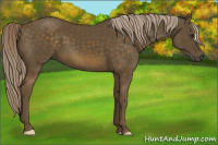 Horse Color:Chocolate Palomino 