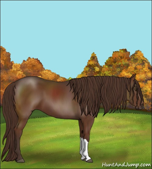 Horse Color:Liver Chestnut