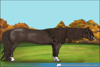 Horse Color:Liver Chestnut 