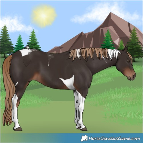 Horse Color:Liver Chestnut Tobiano