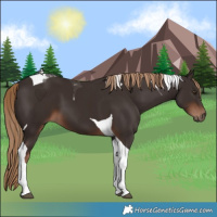 Horse Color:Liver Chestnut Tobiano 
