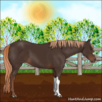 Horse Color:Liver Chestnut 