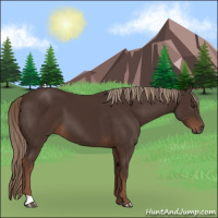 Horse Color:Liver Chestnut 