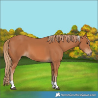 Horse Color:Chestnut Tobiano 