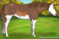 Horse Color:Chestnut Splash 
