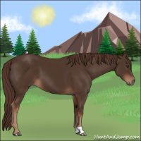 Horse Color:Liver Chestnut 