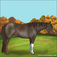 Horse Color:Liver Chestnut 
