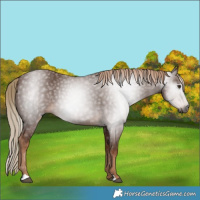 Horse Color:Gray Chestnut 