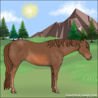 Horse Color:Chestnut Rabicano 