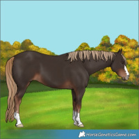 Horse Color:Liver Chestnut 