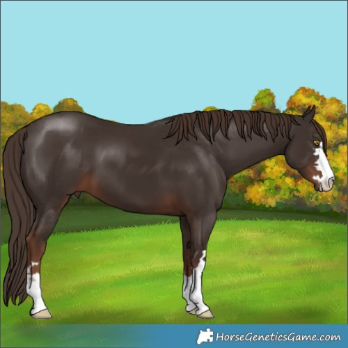 Horse Color:Liver Chestnut
