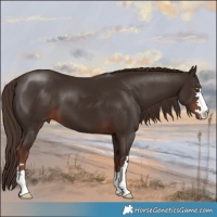 Horse Color:Liver Chestnut 