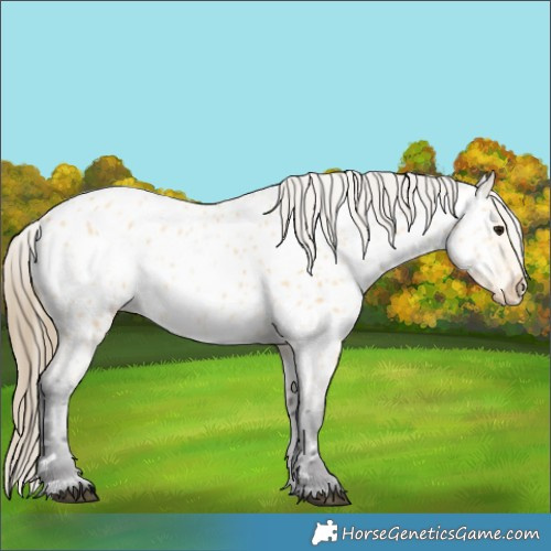 Horse Color:Buckskin Appaloosa 