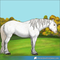 Horse Color:Buckskin Near Leopard 