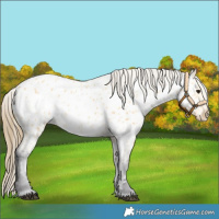Horse Color:Buckskin Appaloosa 