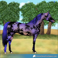 Horse Color:Void Watercolor White Spotted Brown Dun Splash