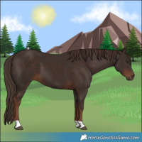 Horse Color:Liver Chestnut 