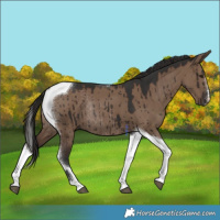 Horse Color:Liver Red Dun Tobiano Rabicano Brindle