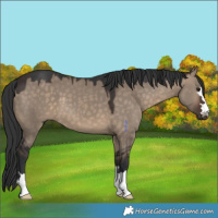 Horse Color:Brown Dun 