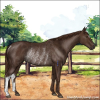 Horse Color:Liver Chestnut Rabicano 