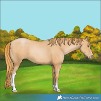 Horse Color:Chestnut Pearl