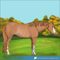 Horse Color:Chestnut Rabicano 