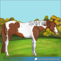 Horse Color:Chestnut Tobiano