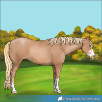 Horse Color:Chestnut Pearl 