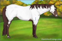 Horse Color:Chocolate Brown Appaloosa 