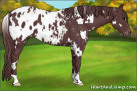 Horse Color:White Spotted Chocolate Black Appaloosa 