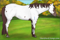 Horse Color:Chocolate Black Appaloosa 