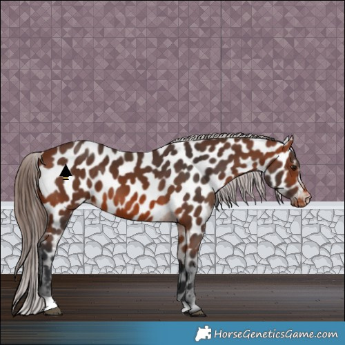 Horse Color:Bay Appaloosa 