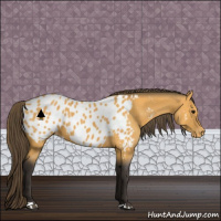 Horse Color:Buckskin Near Leopard 