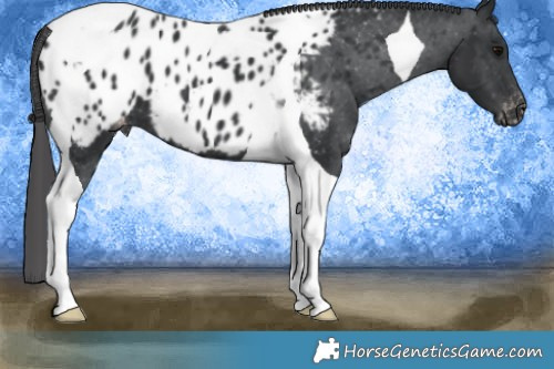 Horse Color:Black Tobiano Appaloosa 
