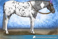 Horse Color:Black Tobiano Appaloosa 