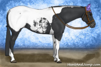 Horse Color:Black Tobiano Appaloosa 