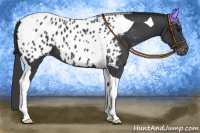 Horse Color:Black Tobiano Near Leopard 