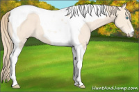 Horse Color:Perlino Tobiano 