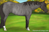 Horse Color:Smoky Blue Roan Rabicano 