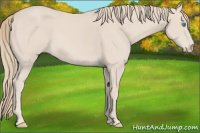 Horse Color:Smoky Creme 